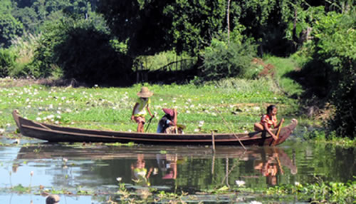 Pond with lotus flowers