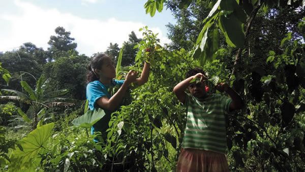 Working on the plantation